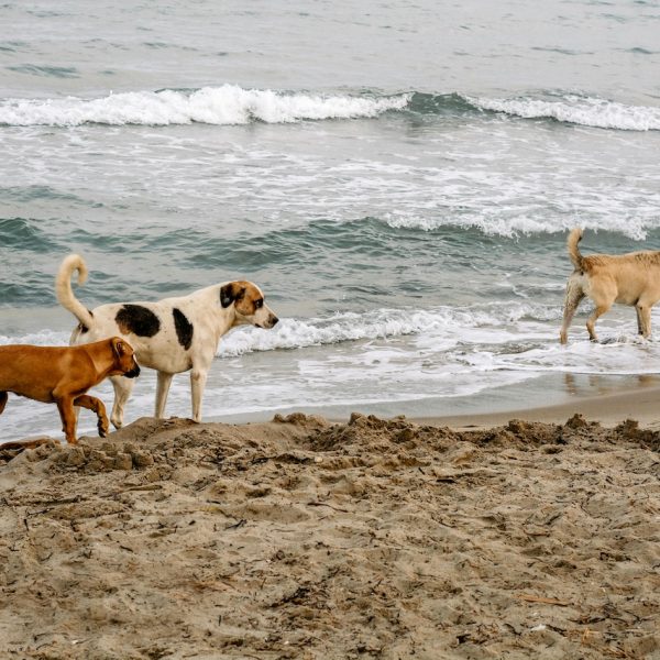 Exploring new bounds: Dogs could enjoy their last leashed walks before proposed changes at Pah Beach.