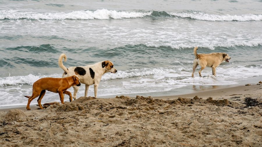 Exploring new bounds: Dogs could enjoy their last leashed walks before proposed changes at Pah Beach.