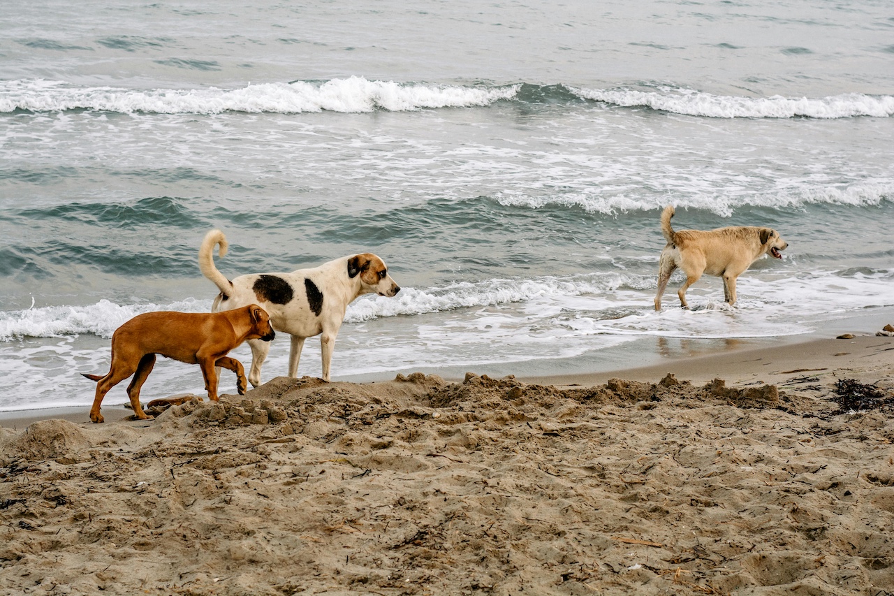 Exploring new bounds: Dogs could enjoy their last leashed walks before proposed changes at Pah Beach.