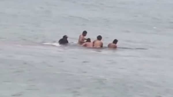 Locals guide stranded whale back to sea off Aotea’s south coast in a powerful moment of community and care.