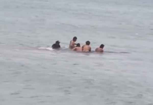 Locals guide stranded whale back to sea off Aotea’s south coast in a powerful moment of community and care.
