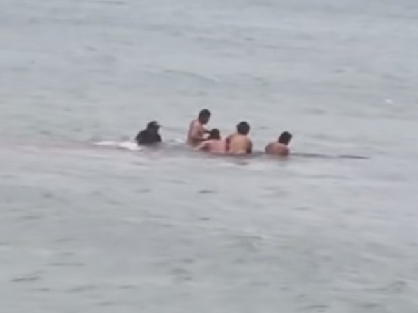 Locals guide stranded whale back to sea off Aotea’s south coast in a powerful moment of community and care.