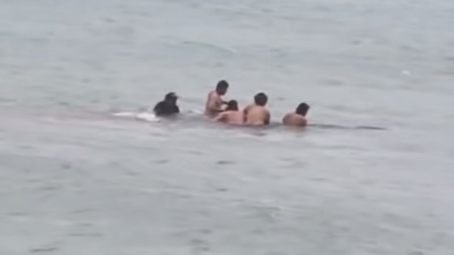 Locals guide stranded whale back to sea off Aotea’s south coast in a powerful moment of community and care.