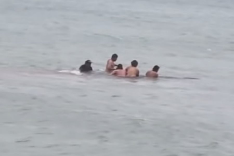 Locals guide stranded whale back to sea off Aotea’s south coast in a powerful moment of community and care.