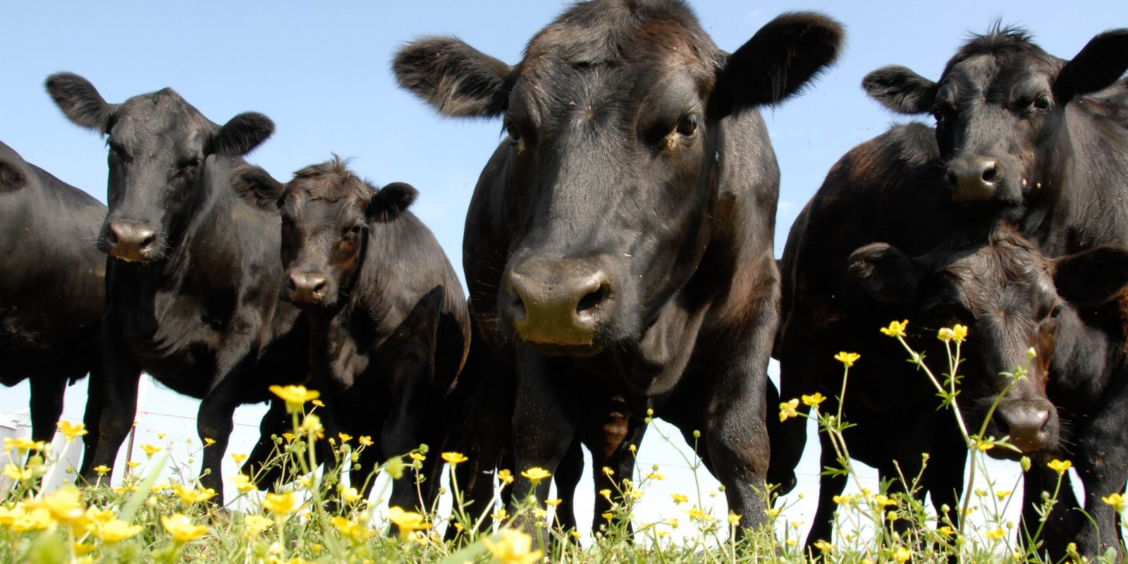 Black Angus / CC