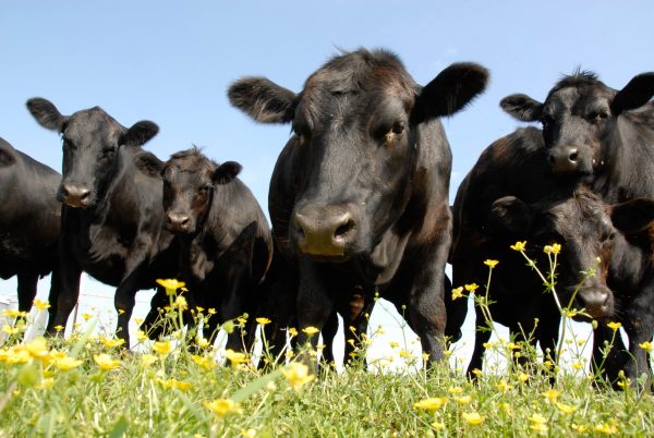 Black Angus / CC