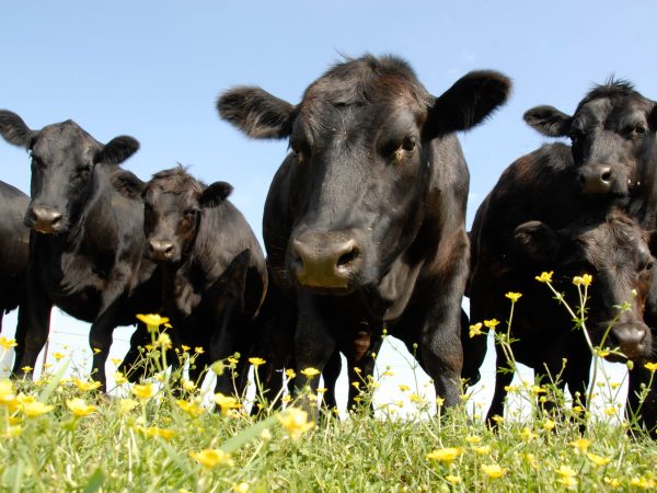 Black Angus / CC