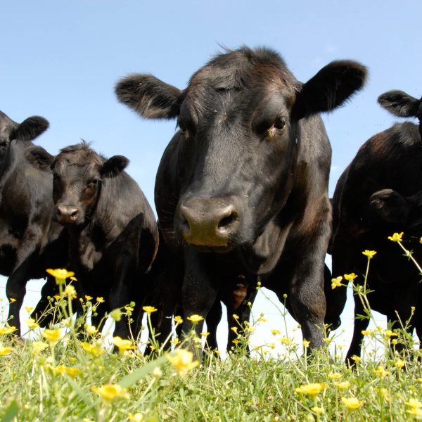 Black Angus / CC