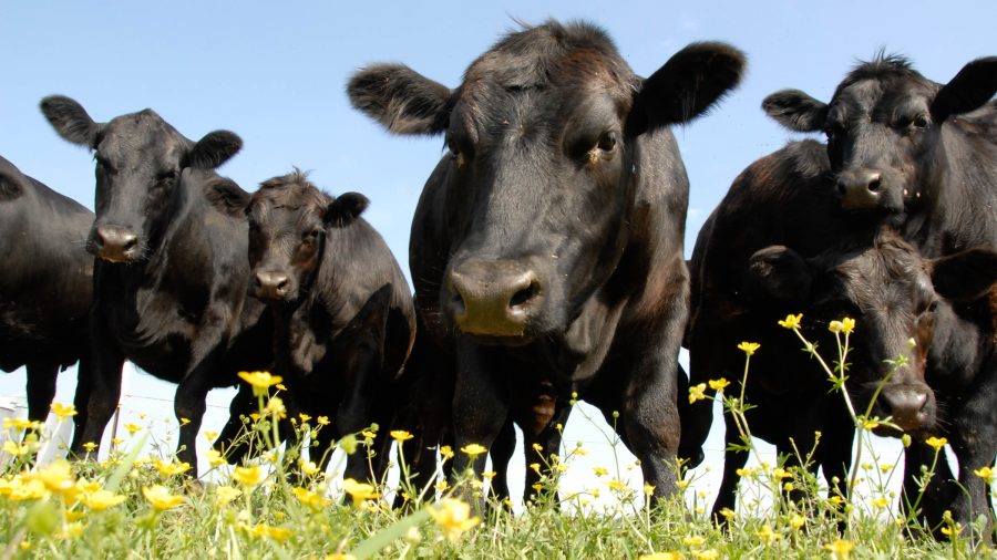 Black Angus / CC