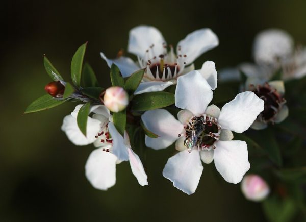 A native New Zealand bee (probably Leioproctus sp.) visits a manuka flower (Leptospermum scoparium). Photo taken on Tiritiri Matangi Island.