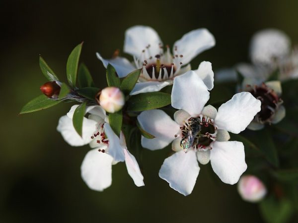 A native New Zealand bee (probably Leioproctus sp.) visits a manuka flower (Leptospermum scoparium). Photo taken on Tiritiri Matangi Island.