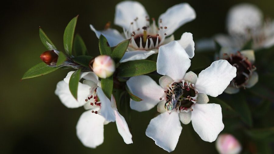 A native New Zealand bee (probably Leioproctus sp.) visits a manuka flower (Leptospermum scoparium). Photo taken on Tiritiri Matangi Island.
