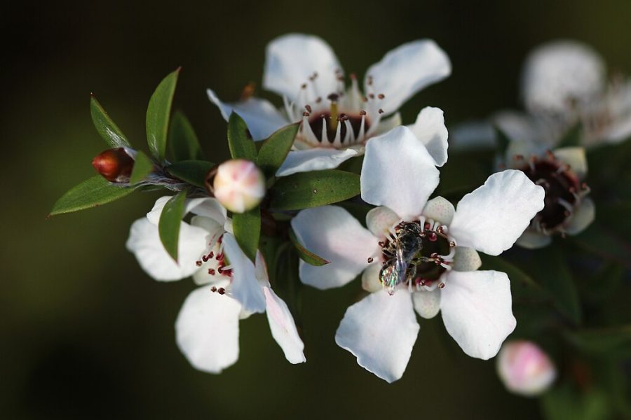 A native New Zealand bee (probably Leioproctus sp.) visits a manuka flower (Leptospermum scoparium). Photo taken on Tiritiri Matangi Island.