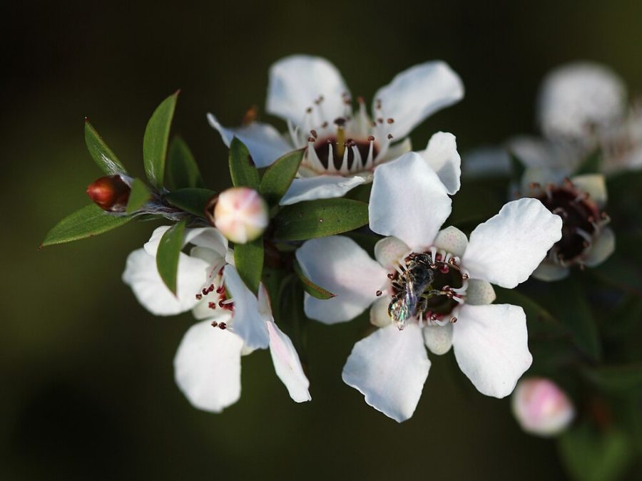 A native New Zealand bee (probably Leioproctus sp.) visits a manuka flower (Leptospermum scoparium). Photo taken on Tiritiri Matangi Island.