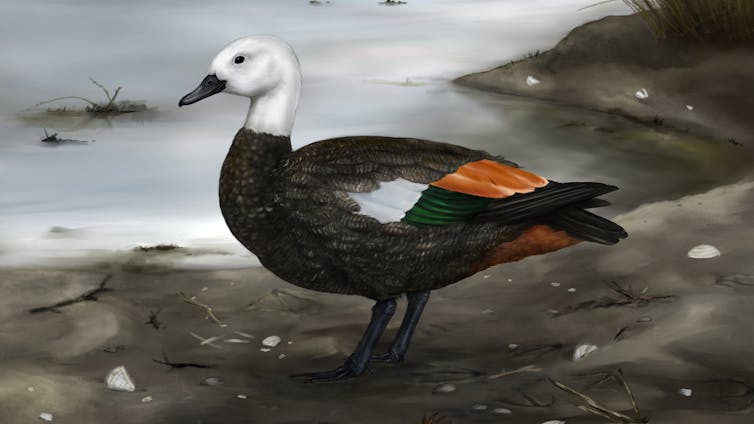 An artist’s depiction of the Rēkohu shelduck. Sasha Votyakova/Te Papa , CC BY-ND