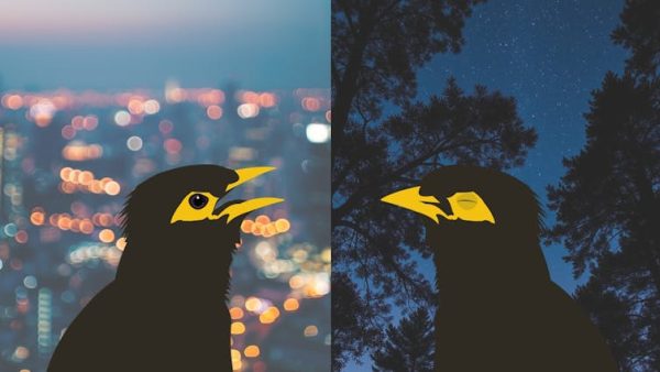 Photo /Juli Gaviraghi Mussoi, CC BY-NC-ND - Sleepy birds, quiet dawns: how noisy, bright city nights disrupt and change birdsong