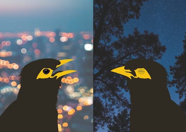 Photo /Juli Gaviraghi Mussoi, CC BY-NC-ND - Sleepy birds, quiet dawns: how noisy, bright city nights disrupt and change birdsong