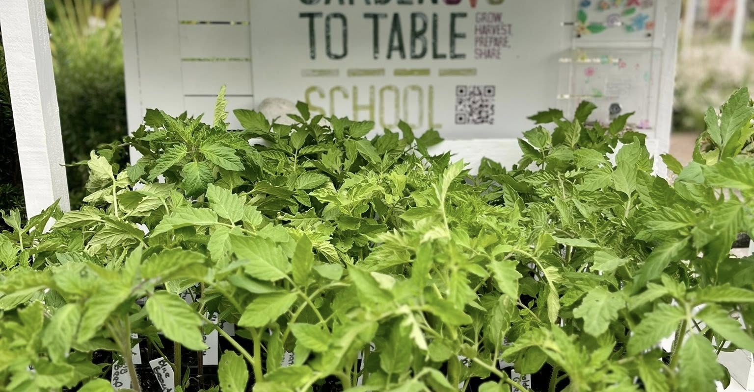 Healthy tomato seedlings ready for local gardens — now on sale at Kaitoke School’s Harvest Hub for $5 each.