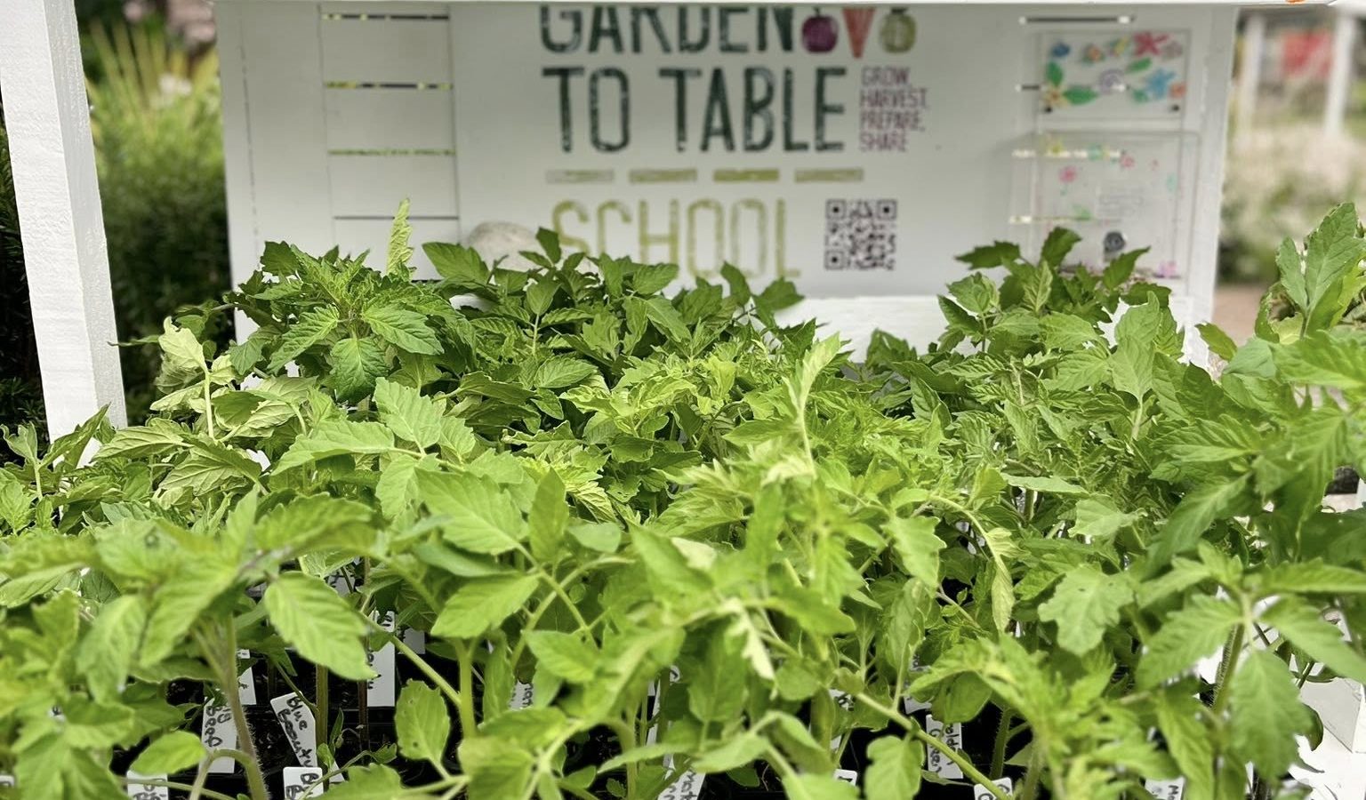 Healthy tomato seedlings ready for local gardens — now on sale at Kaitoke School’s Harvest Hub for $5 each.