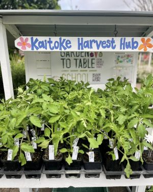 Healthy tomato seedlings ready for local gardens — now on sale at Kaitoke School’s Harvest Hub for $5 each.