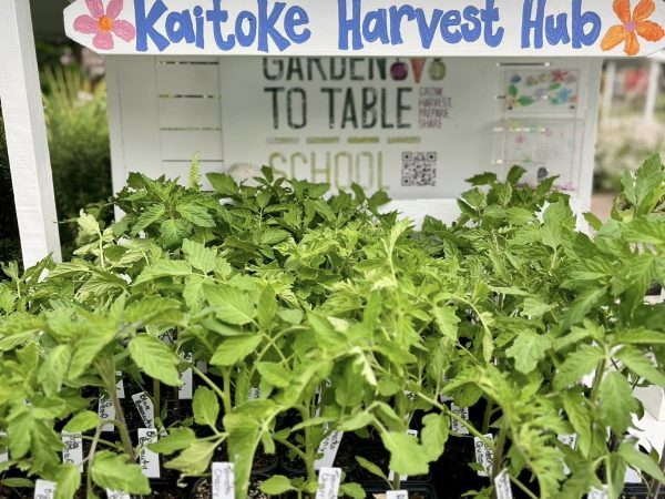 Healthy tomato seedlings ready for local gardens — now on sale at Kaitoke School’s Harvest Hub for $5 each.