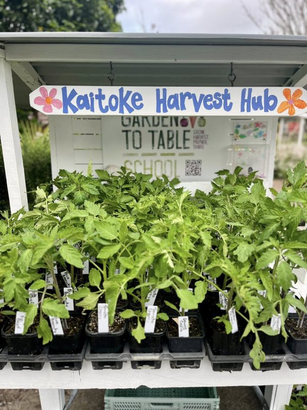 Healthy tomato seedlings ready for local gardens — now on sale at Kaitoke School’s Harvest Hub for $5 each.
