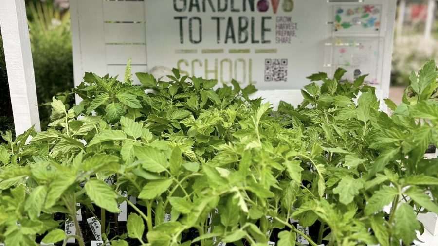 Healthy tomato seedlings ready for local gardens — now on sale at Kaitoke School’s Harvest Hub for $5 each.