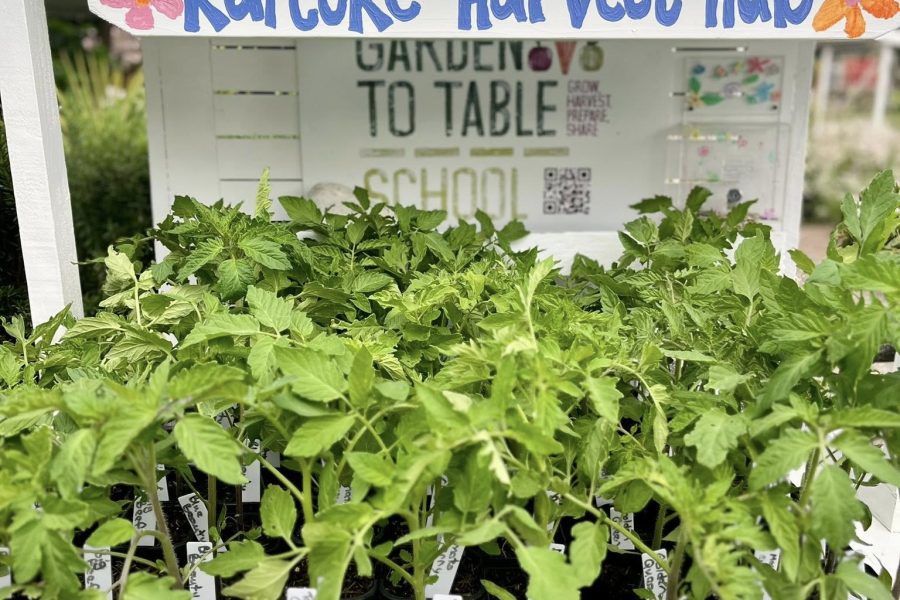 Healthy tomato seedlings ready for local gardens — now on sale at Kaitoke School’s Harvest Hub for $5 each.