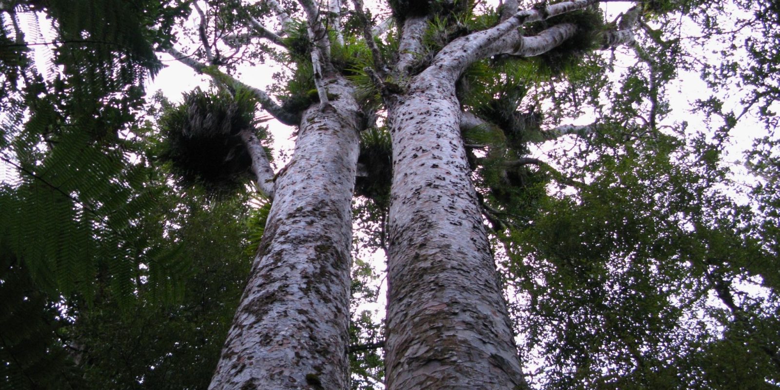 Kauri trees in Trounson Park. Photo / Sylvain Machefert