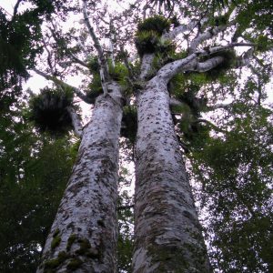 Kauri trees in Trounson Park. Photo / Sylvain Machefert