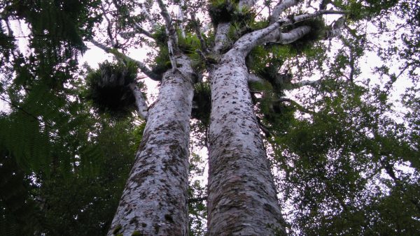 Kauri trees in Trounson Park. Photo / Sylvain Machefert