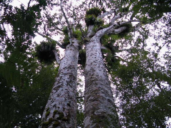 Kauri trees in Trounson Park. Photo / Sylvain Machefert