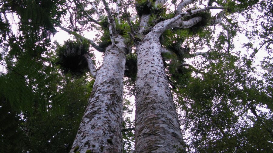 Kauri trees in Trounson Park. Photo / Sylvain Machefert