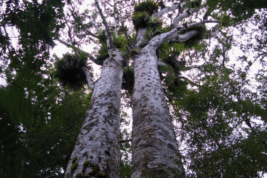 Kauri trees in Trounson Park. Photo / Sylvain Machefert