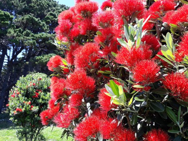 Pōhutukawa in bloom. Photo / Robyn Jaquiery