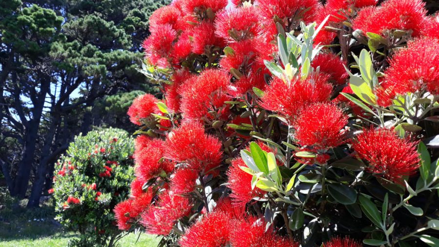 Pōhutukawa in bloom. Photo / Robyn Jaquiery