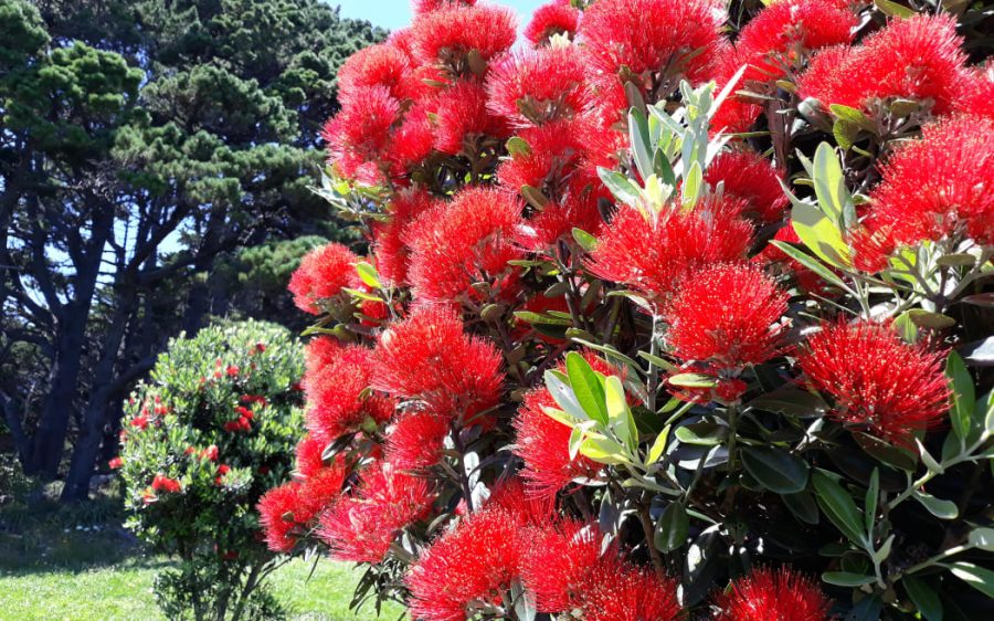 Pōhutukawa in bloom. Photo / Robyn Jaquiery