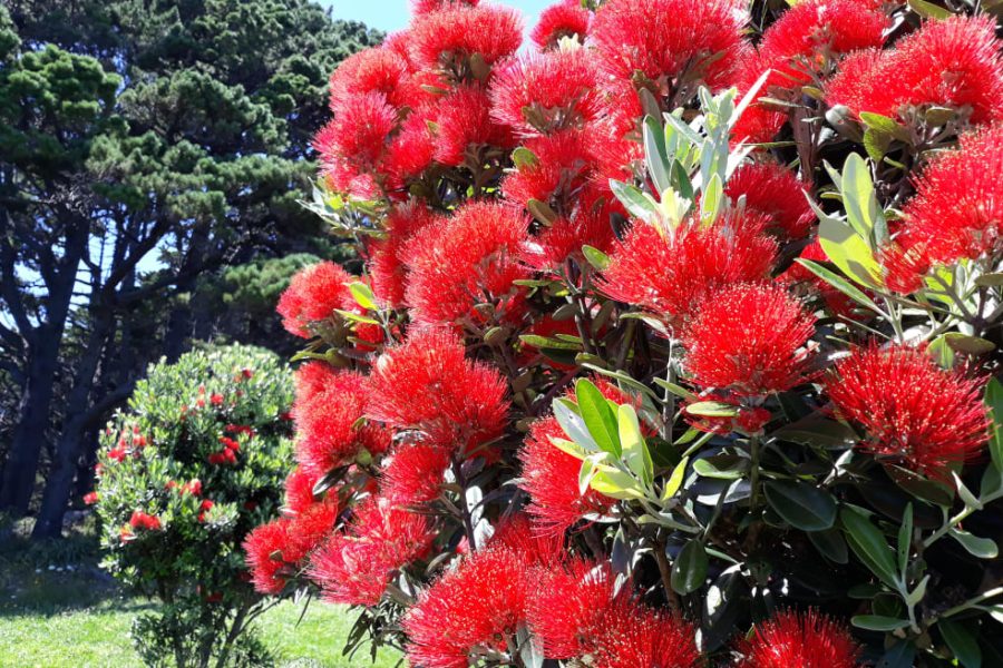 Pōhutukawa in bloom. Photo / Robyn Jaquiery