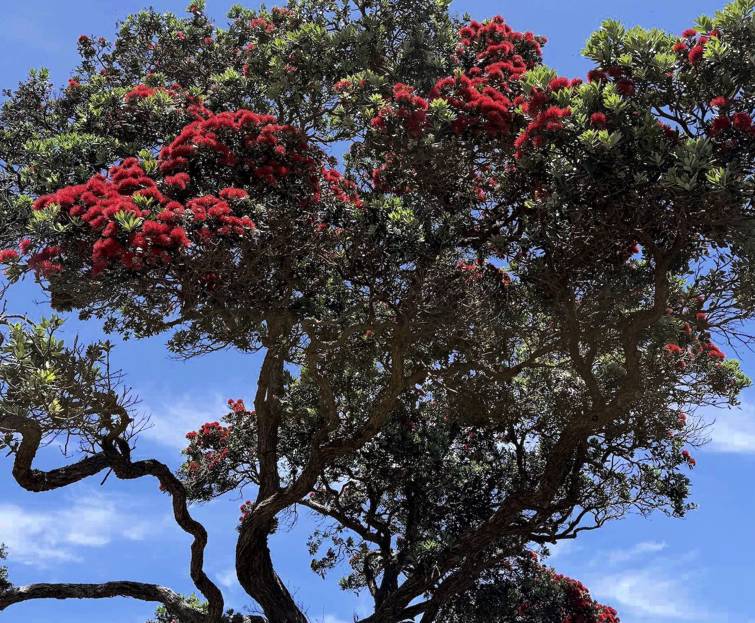 An early-blooming pōhutukawa at Mulberry Grove, as humid, storm-laden conditions push the island into a fast-forwarded summer.