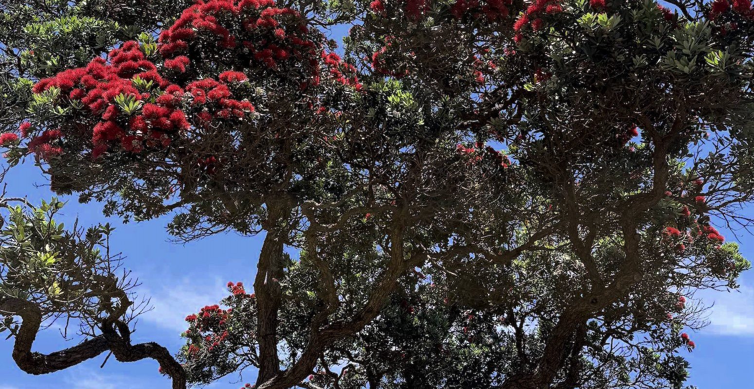 An early-blooming pōhutukawa at Mulberry Grove, as humid, storm-laden conditions push the island into a fast-forwarded summer.