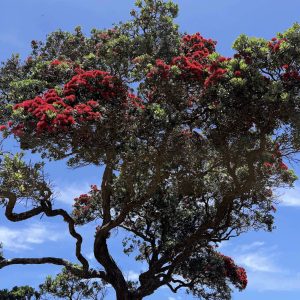 An early-blooming pōhutukawa at Mulberry Grove, as humid, storm-laden conditions push the island into a fast-forwarded summer.
