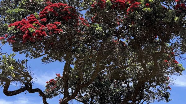 An early-blooming pōhutukawa at Mulberry Grove, as humid, storm-laden conditions push the island into a fast-forwarded summer.