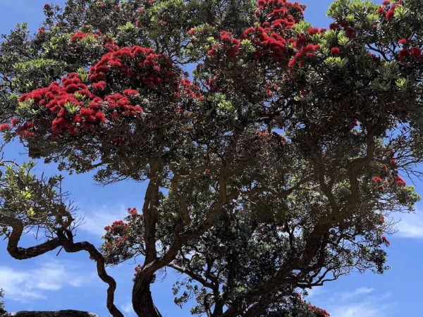 An early-blooming pōhutukawa at Mulberry Grove, as humid, storm-laden conditions push the island into a fast-forwarded summer.