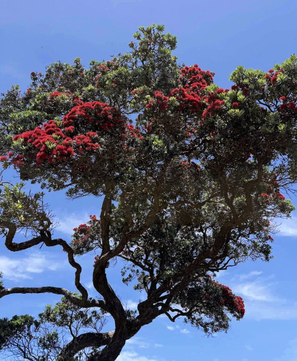 An early-blooming pōhutukawa at Mulberry Grove, as humid, storm-laden conditions push the island into a fast-forwarded summer.