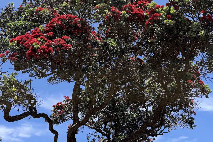 An early-blooming pōhutukawa at Mulberry Grove, as humid, storm-laden conditions push the island into a fast-forwarded summer.